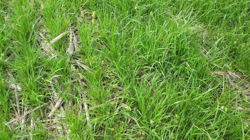 Ryegrass Termination