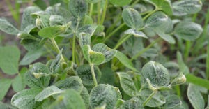 soybeans showing signs of dicamba damage