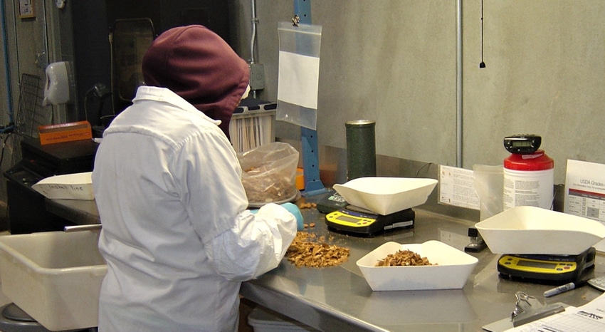 Worker inspecting almonds Worker inspecting almonds