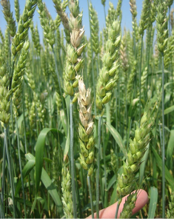 : Signs of Fusarium head blight include bleached-out kernels, usually found 18 to 21 days after flowering