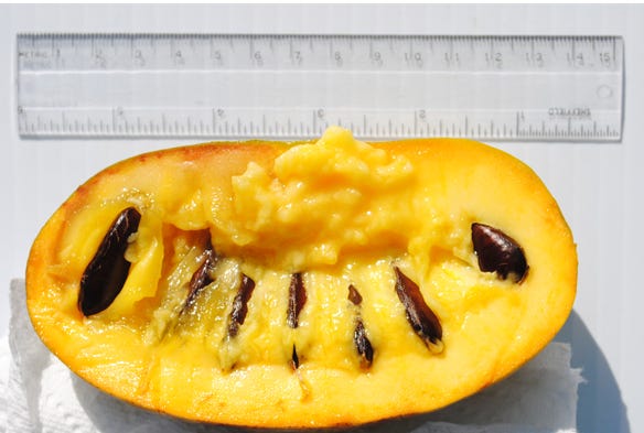 The inside of a paw paw