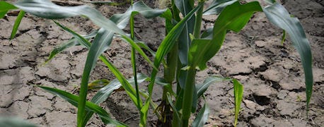 world_corn_belt_year_1_635445637027356000.jpg world_corn_belt_year_1_635445637027356000.jpg