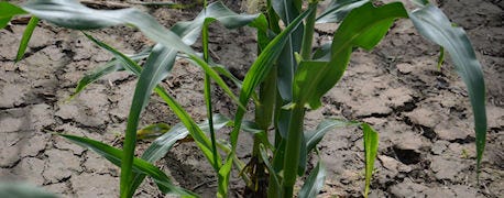 world_corn_belt_year_1_635445637027356000.jpg