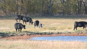 Cattle in drought-stricken field looking for water in a pond