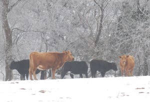 Cattle on pasture in an ice storm