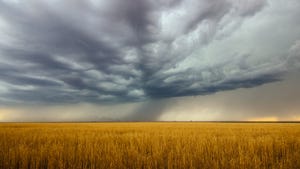 Thunderstorm over wheat field