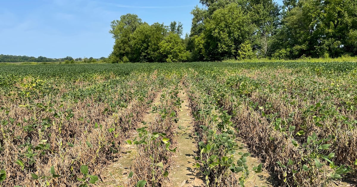 Get free soil sampling to test for red crown rot