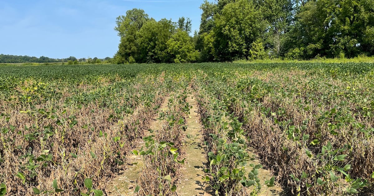 Get free soil sampling to test for red crown rot