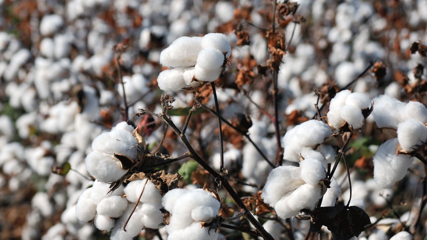 Cotton bolls in field