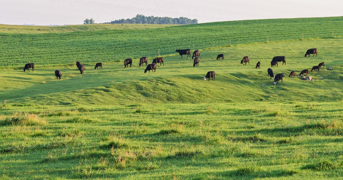 Why are cattle prices so volatile?