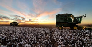 swfp-shelley-huguley-sunset-harvest-cotton.jpg