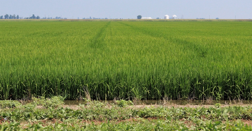 rice field rice field