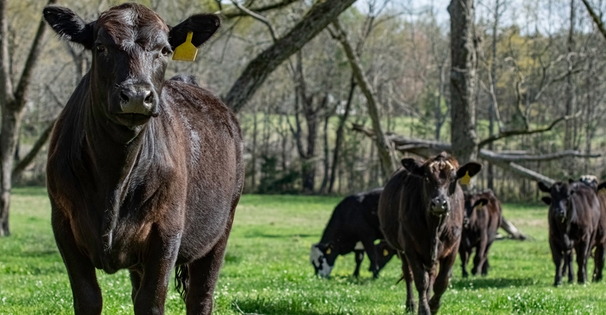 Angus beef cattle in field