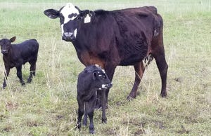 Thin cow and her calf on poor grass