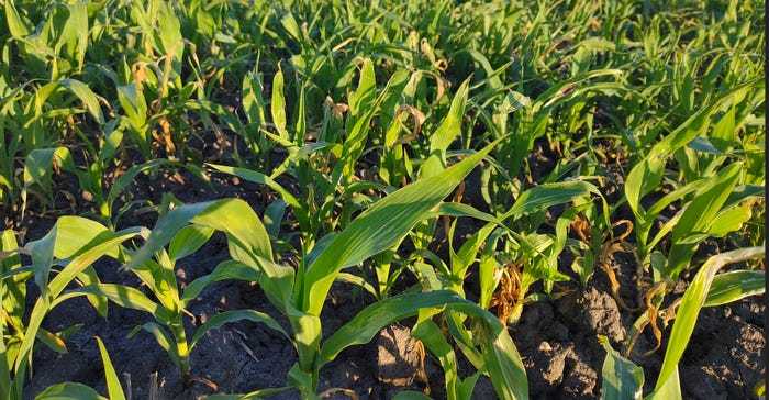 Close-up of cornstalks