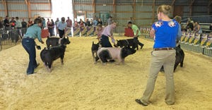 Minnesota Youth Swine Show 