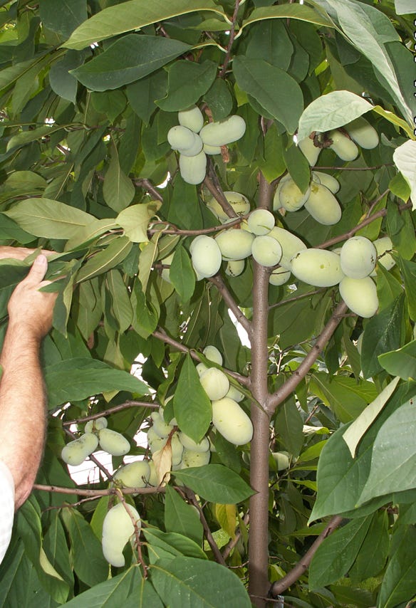 Ron Powell displays some of the paw paws growing in his orchard near Cincinnati. 