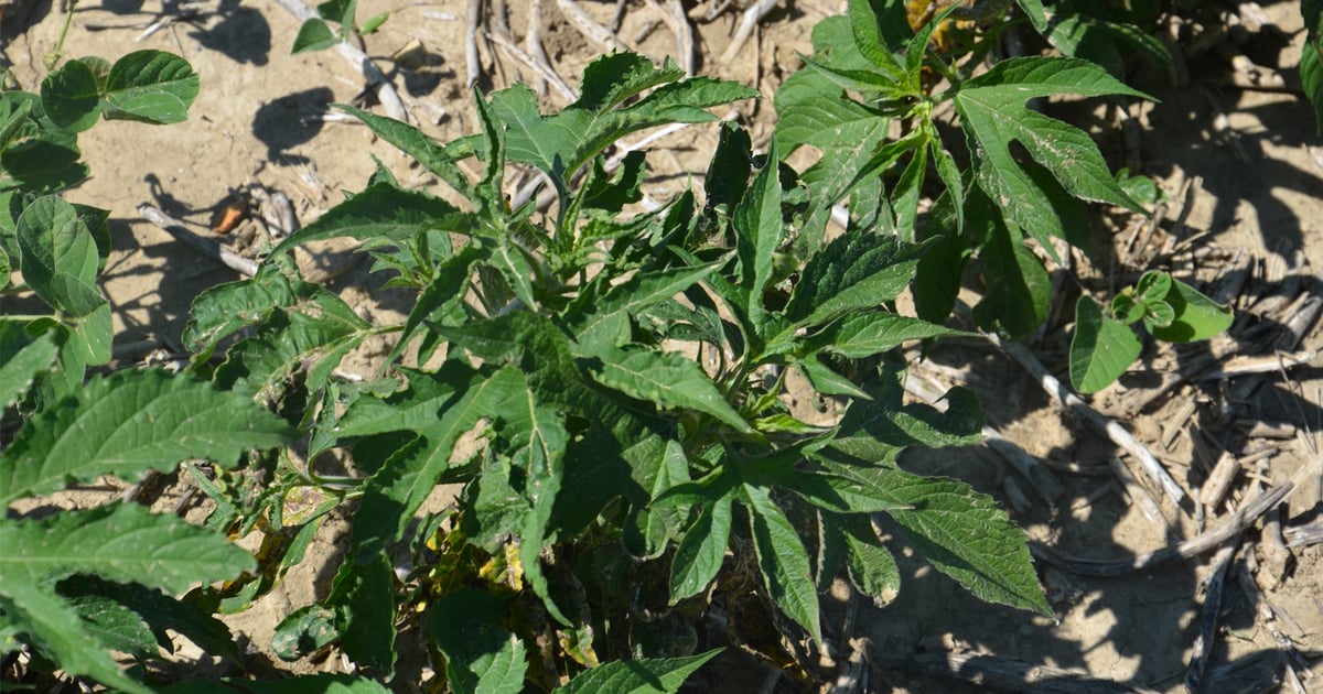 Herbicide options for residual control in LibertyLink soybeans