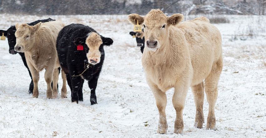 osu-todd-johnson-cattle-snow21.jpg