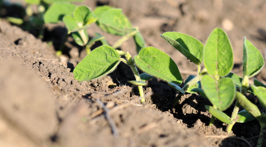 young soybean plants emerging from soil