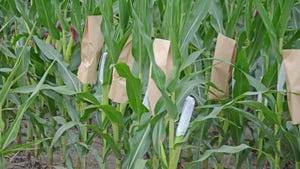 paper bags cover cornstalks to collect pollen and cover silks for breeding purposes