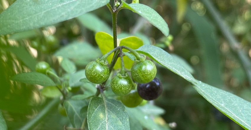 nightshade nightshade