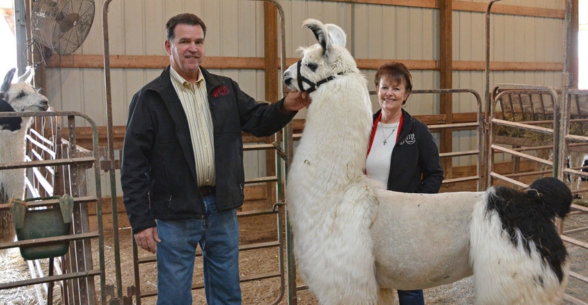 Mark and Susan Smith pose with MSF Teal, reserve champion silky female at the 2022 March Llama Madness event