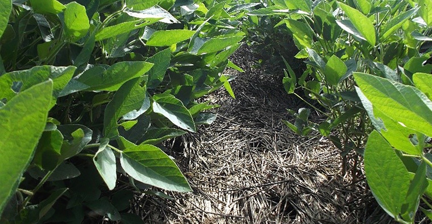 Effective weed control from a cover crop before soybean
