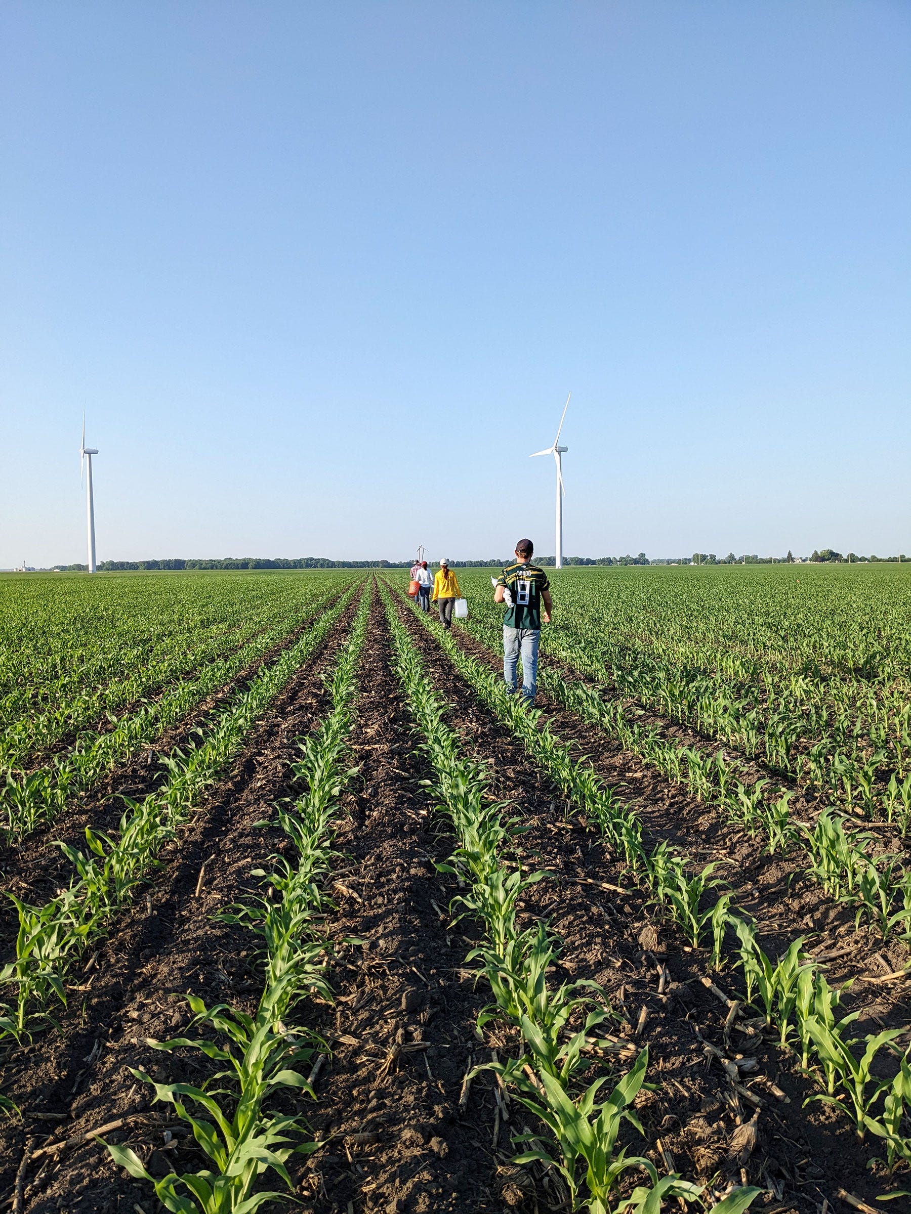 Four people walking away through rows of small corn with two wind turbines against a blue sky in background