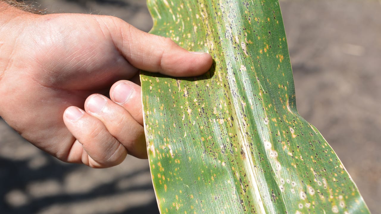 Southern Rust Reproduction Don’t let southern rust derail 2026 corn disease plans