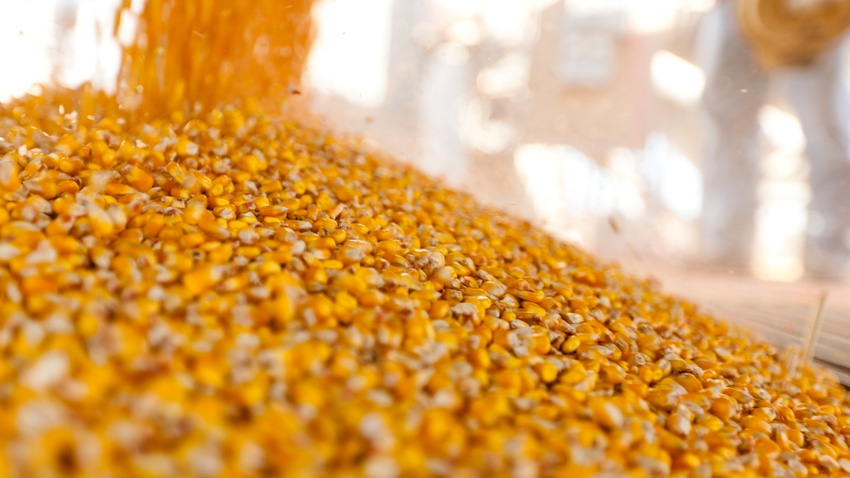 Seed corn being poured into pile 
