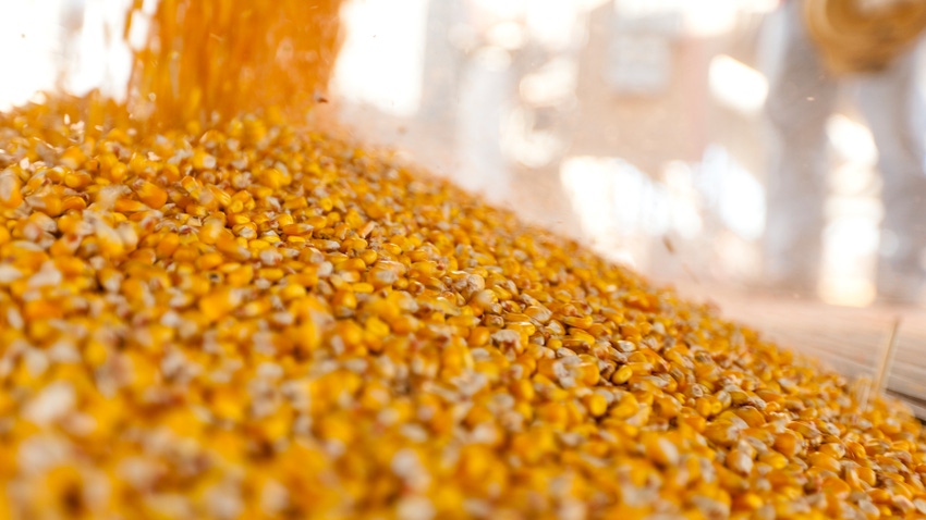 Seed corn being poured into pile Seed corn being poured into pile