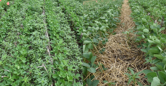 Effect of cereal rye cover crop terminated at soybean planting on waterhemp emergence and growth in soybean 