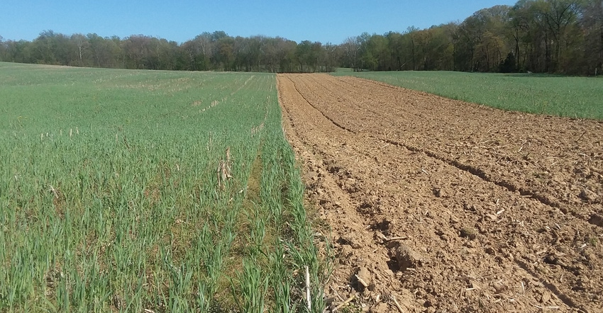 tilled and no-till crop plots side by side