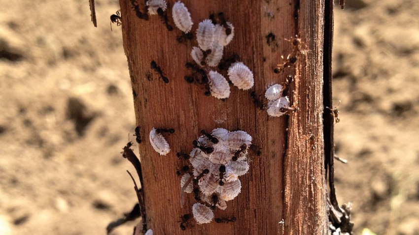 Vine mealybug Vine mealybug