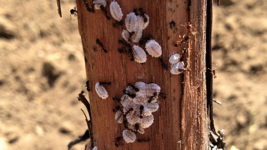 Vine mealybug 