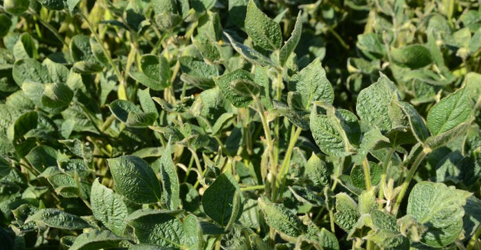 Non-dicamba-tolerant soybeans show damage after being exposed to dicamba
