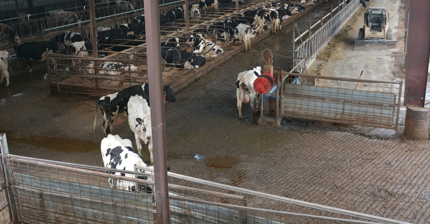 Dairy cows in dairy parlor