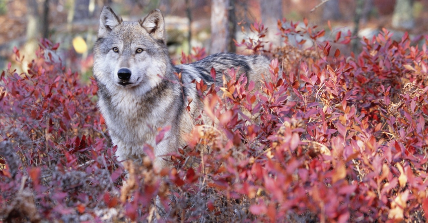 grey wolf standing behind fall foliage