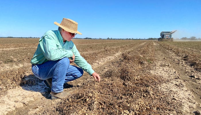 Man examines peanuts in field