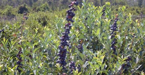 blueberry patch USDA.jpg
