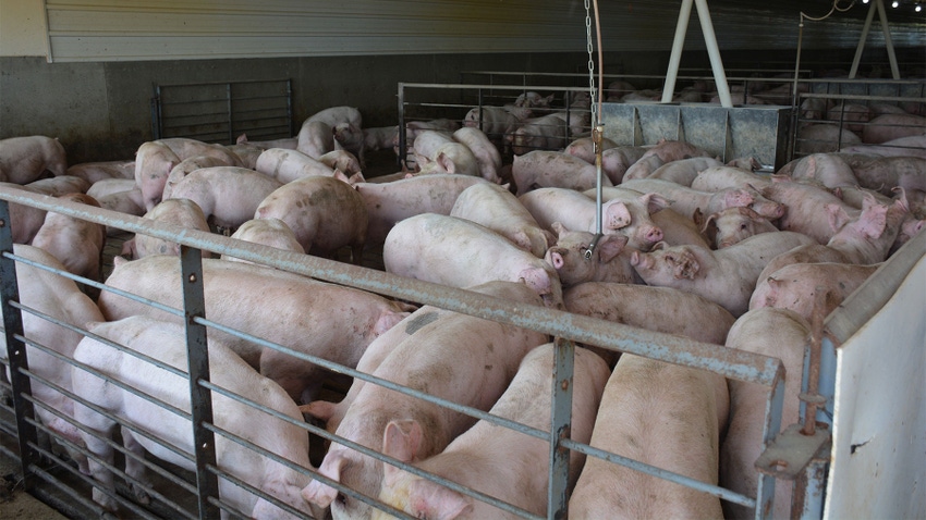  Pigs in a large pen