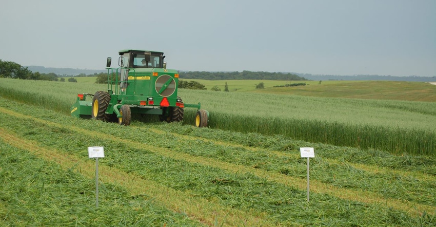 an alfalfa field
