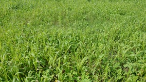13-way cover crop growing in a field