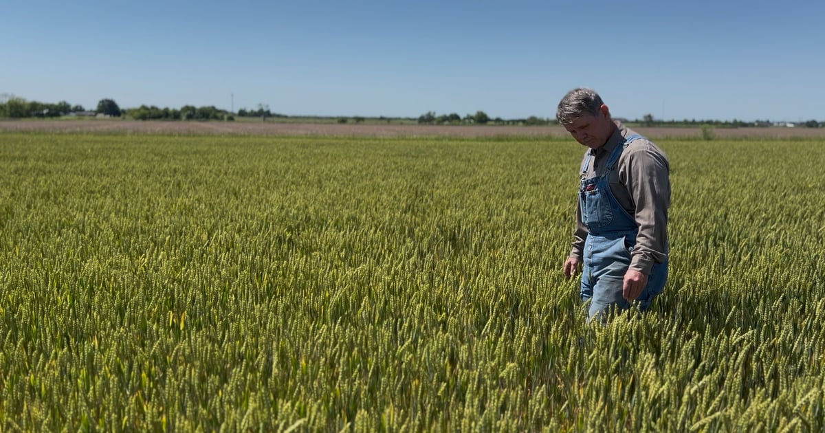 Oklahoma wheat farmers finishing strong after early worries