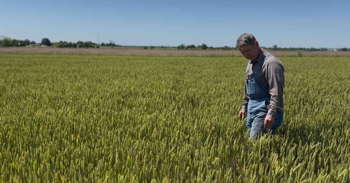 Oklahoma wheat farmers finishing strong after early worries