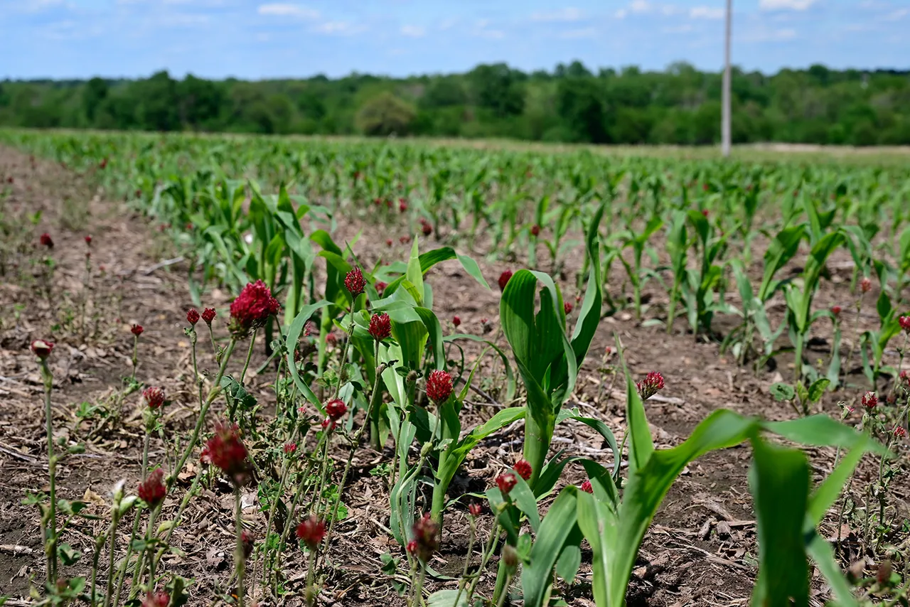 Despite wild weather, early-planted corn starts strong