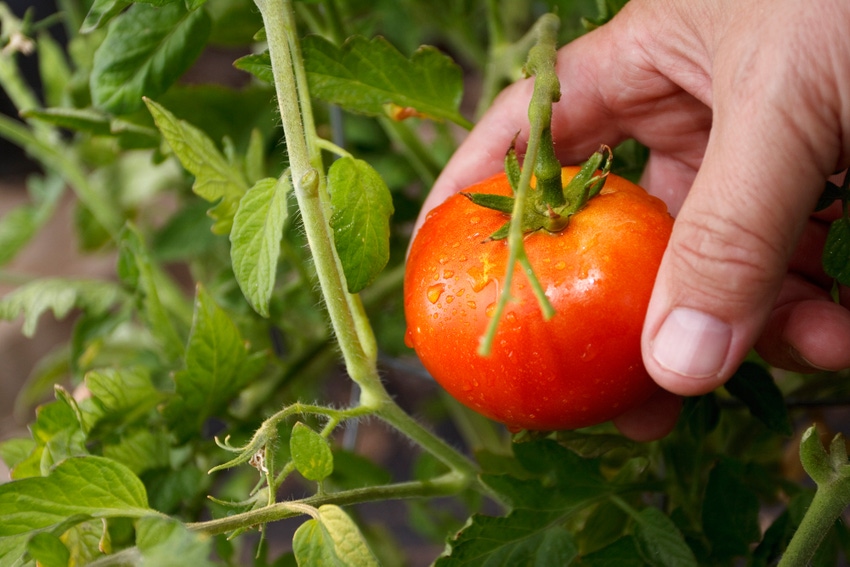 picking-tomato-GettyImages-134088801.jpg picking-tomato-GettyImages-134088801.jpg
