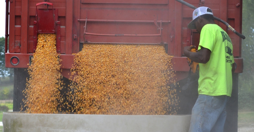 farmer unloading corn from red truck