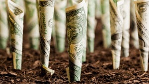 Rolls of dollar bills planted in soil